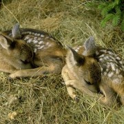 Capriolo - Capreolus Capreolus - Cuccioli